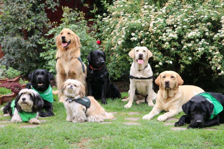 Perros que nos hacen sentir bien, de Fundación Tregua